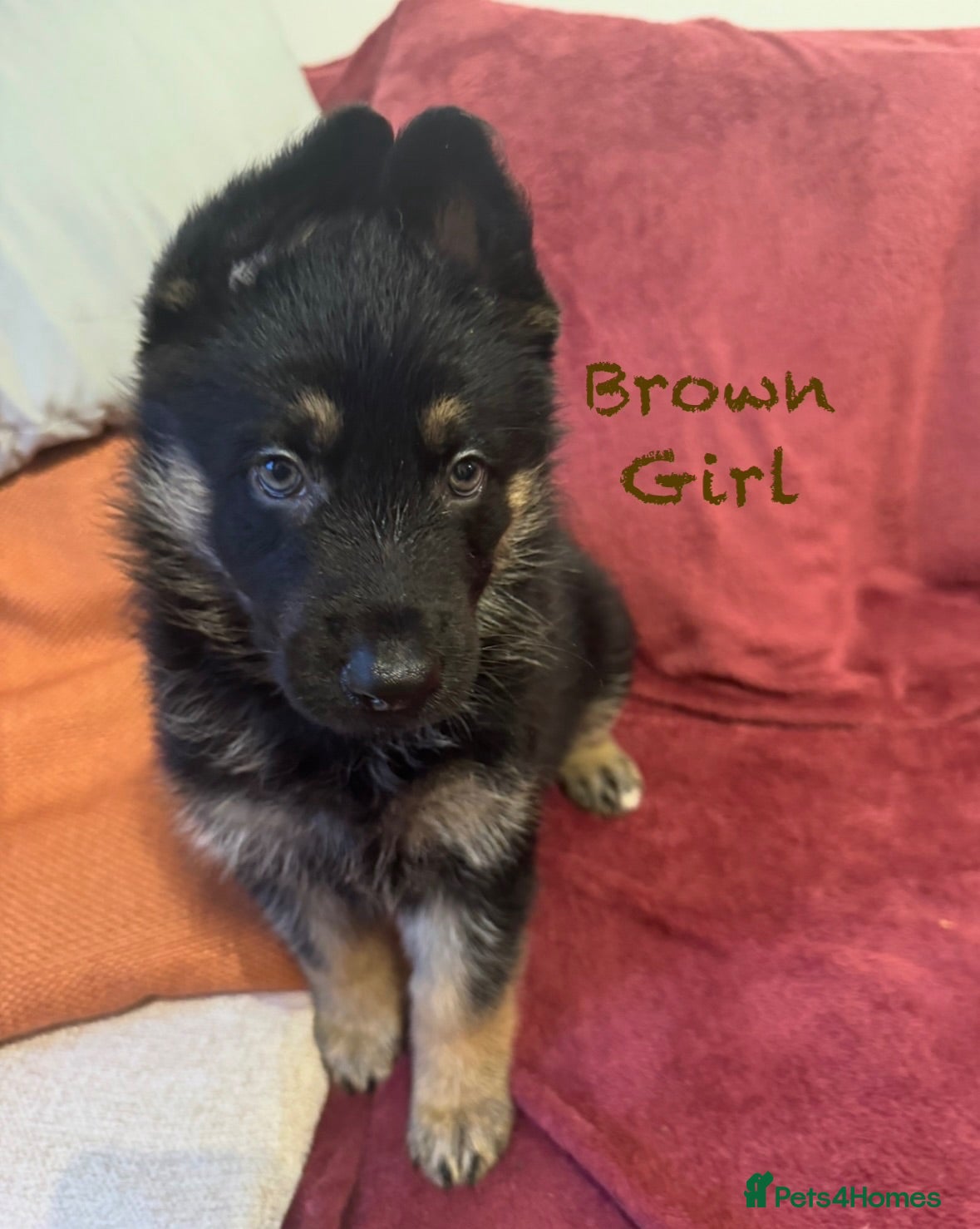 German Shepherd dogs Stunning Family Raised German Shepherd Puppies - Advert 13