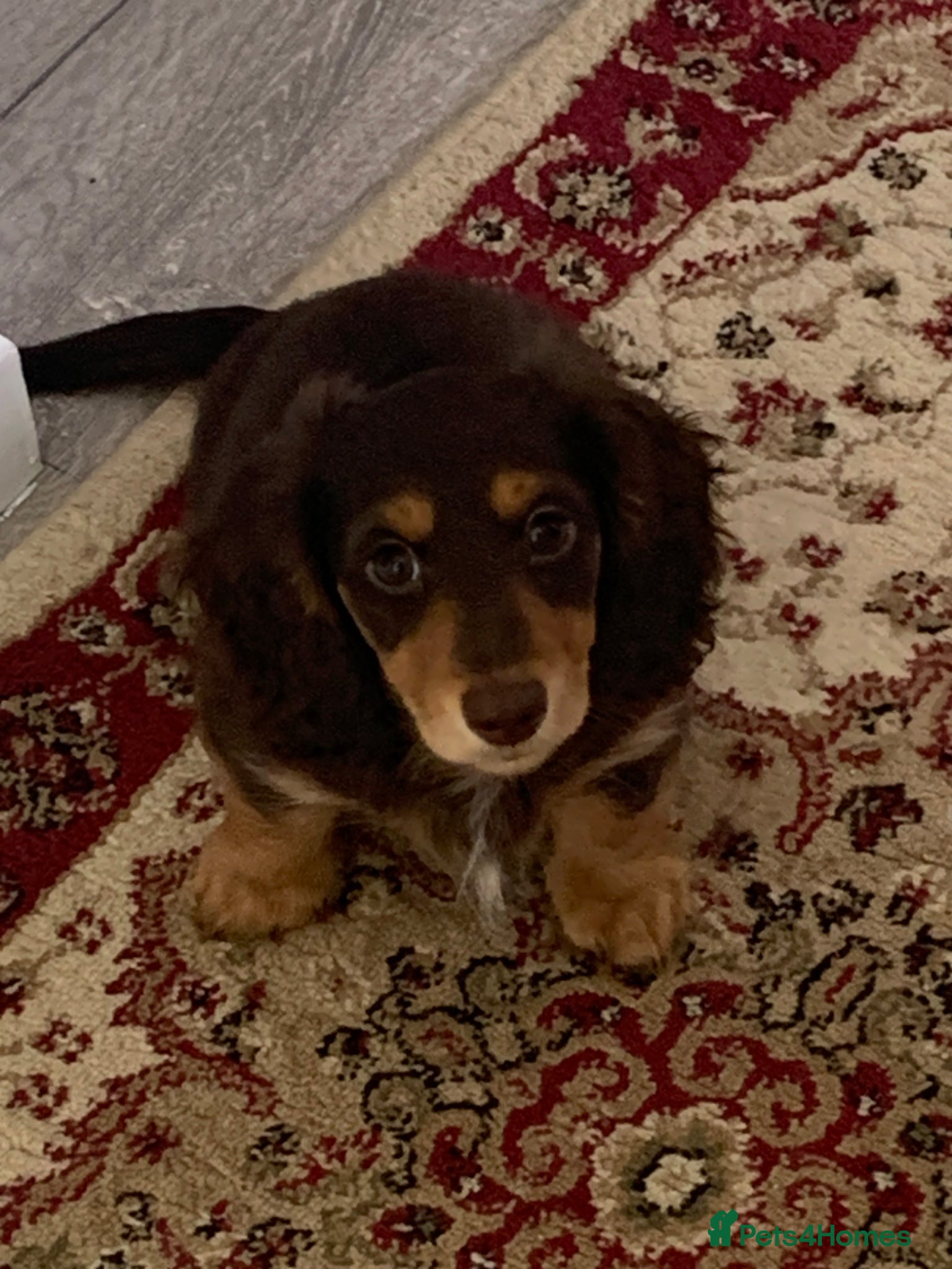Dachshund dogs for sale: Last 2 Miniature longhaired dachshund Puppies - Advert 11
