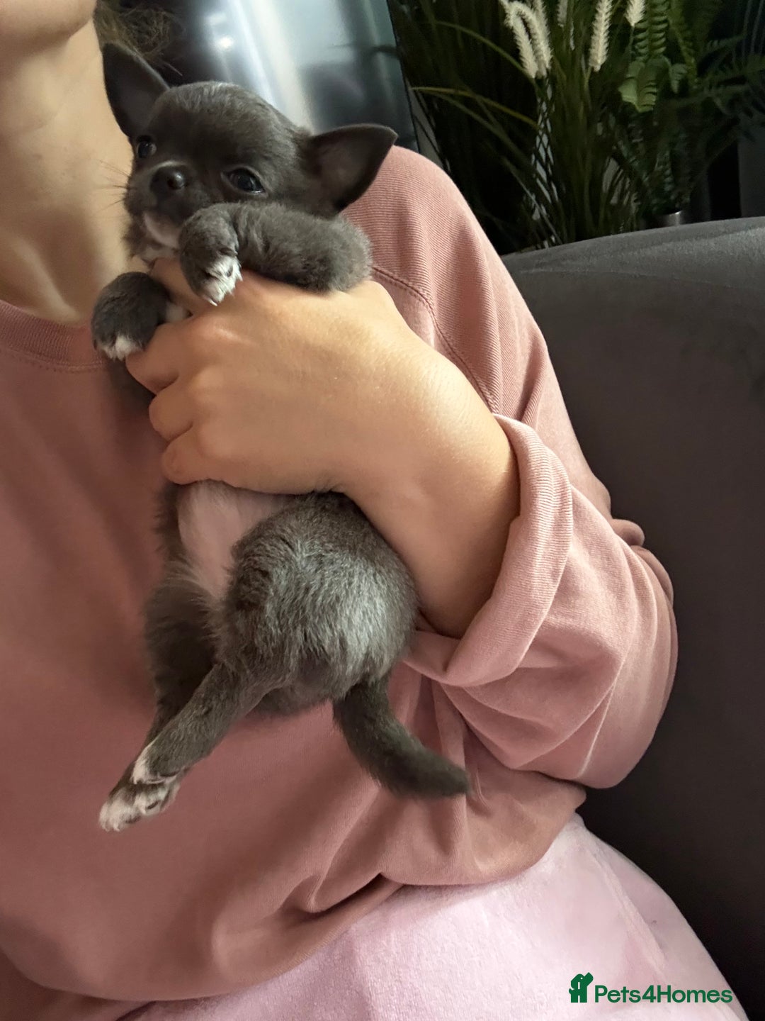 Chihuahua dogs for sale: Quality Tiny Teacup Chihuahua Female Puppy  - Image 5