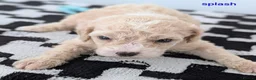 Cavapoochon dogs for sale: PRA Clear genetically DNA Tested Cavapoochons in Towcester - Advert 29