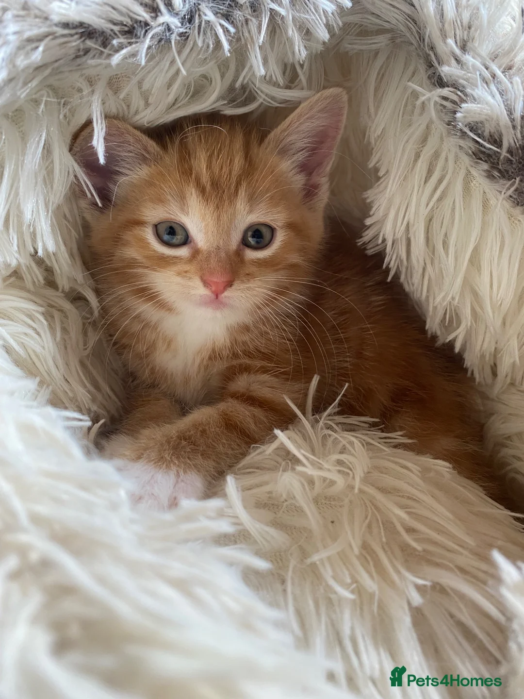 Mixed Breed cats for sale: Adorable Ginger Kitten Ready For A New Home🏡 - Advert 2