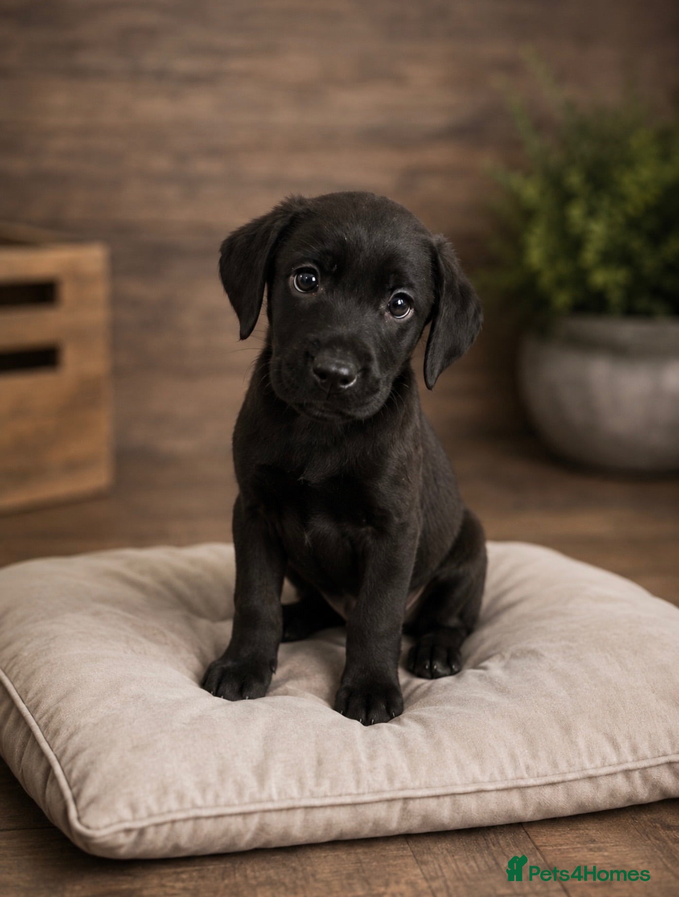 Labrador Retriever dogs READY NOW Labrador x Boxerdores - Advert 2