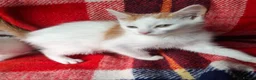 Mixed Breed cats for sale: Beautiful kittens - Advert 5