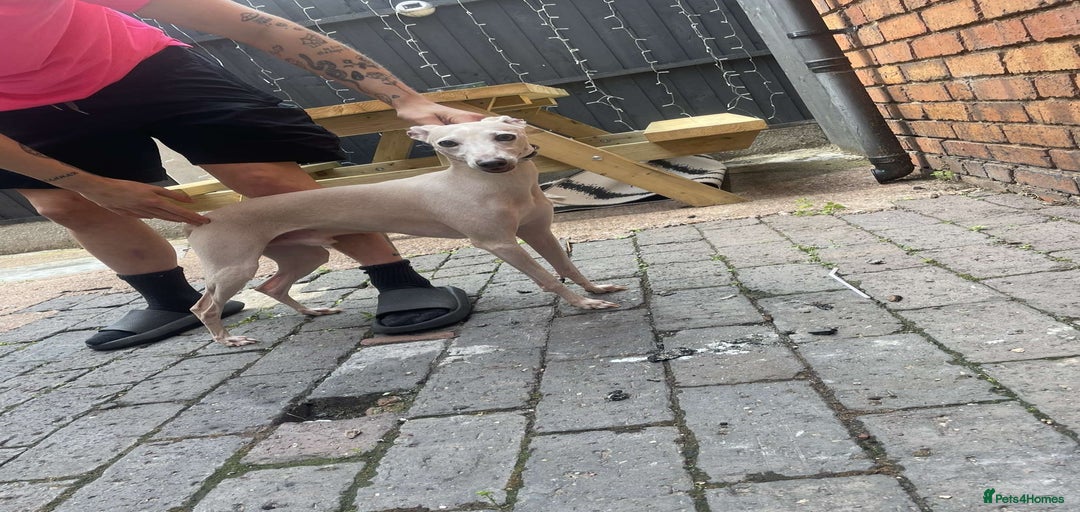 Gallery Image {{count}}