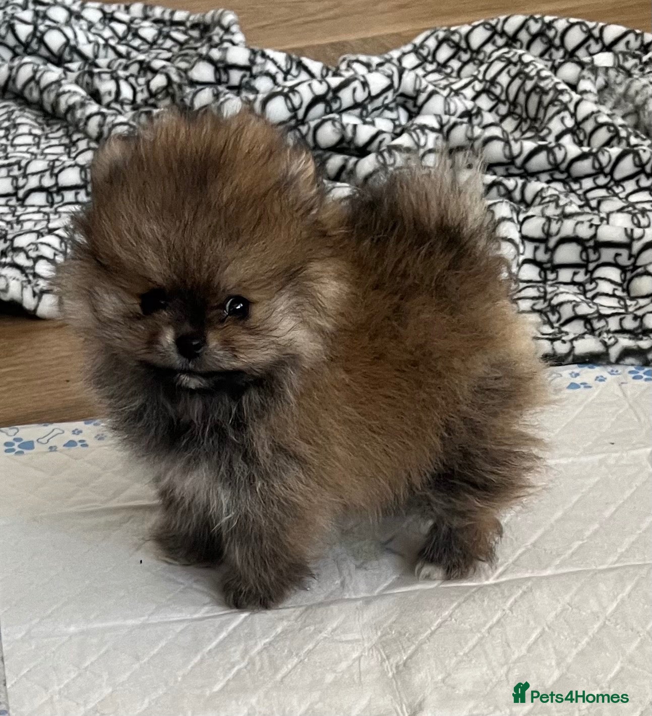 Pomeranian dogs for sale: Pomeranian puppy’s  - Advert 17