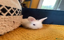 Lionhead rabbits for sale: Lionhead Babies for Sale  - Image 8