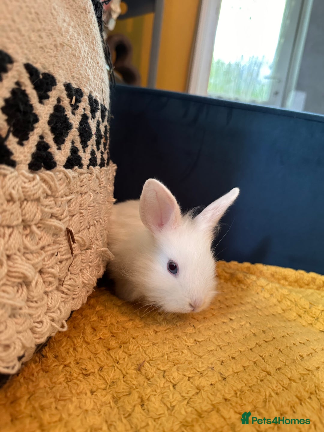 Lionhead rabbits for sale: Lionhead Babies for Sale  - Image 8