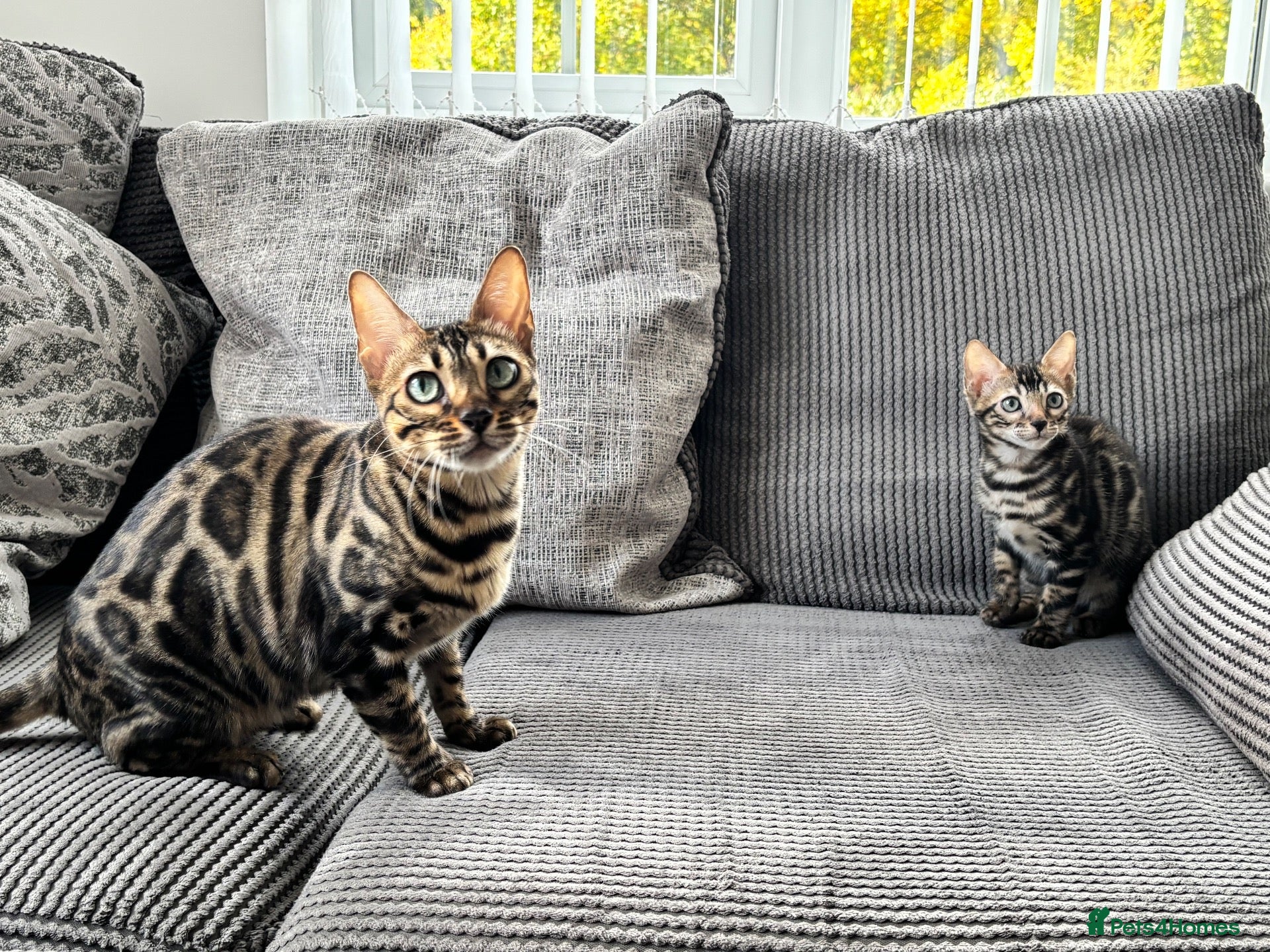 Bengal cats for sale: Full pedigree rosetted bengal kitten -male  - Advert 1