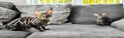 Bengal cats for sale: Full pedigree rosetted bengal kitten -male  - Advert 1