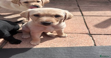 Labrador Retriever dogs - Advert 1