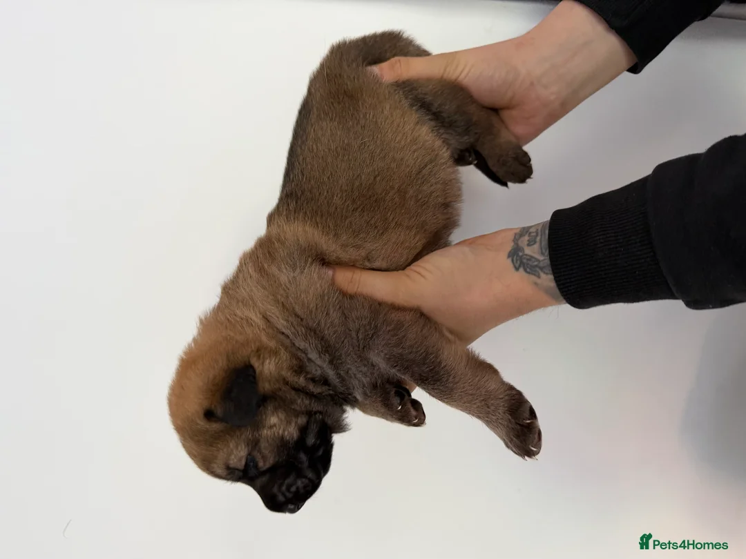 Mixed Breed dogs for sale: Stunning German Shepherd x Belgian Malinois Litter - Advert 15