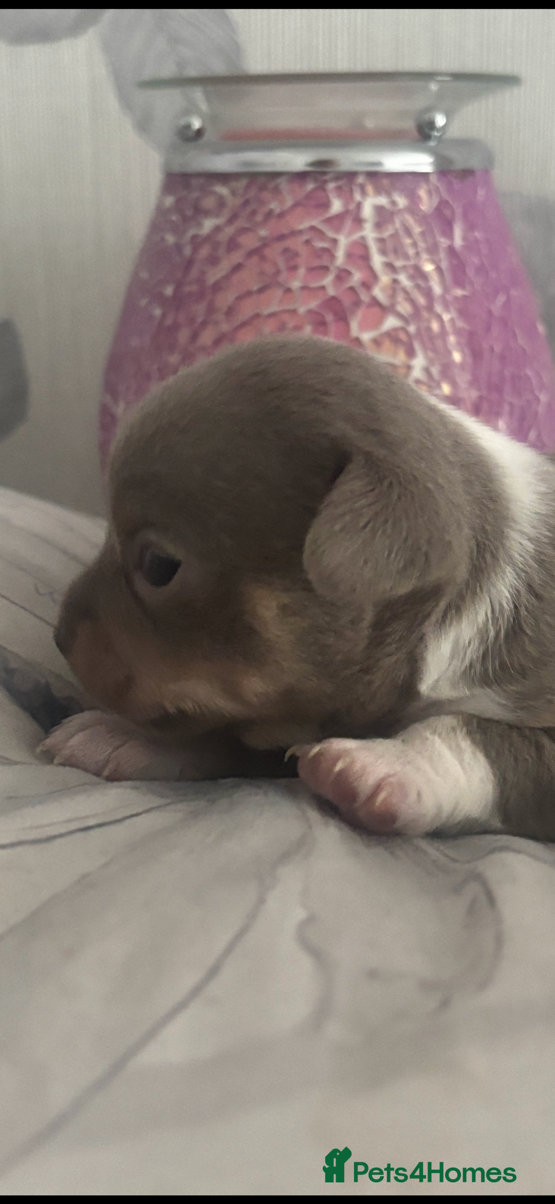 Chihuahua dogs for sale: Lilac girls - Image 7