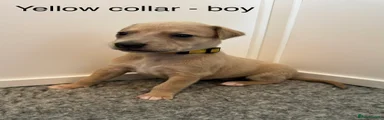 Yellow collar - boy