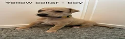 Whippet dogs for sale: Stunning Purebred Whippet Puppies - Ready 27th May - Advert 8