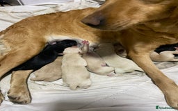 Labrador Retriever dogs for sale: Beautiful lab puppies for sale  - Image 6