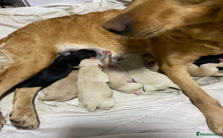 Labrador Retriever dogs - Advert 4