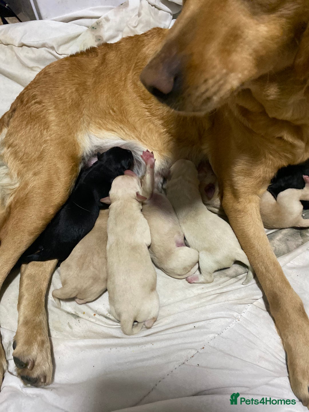 Labrador Retriever dogs for sale: Beautiful lab puppies for sale  - Image 6