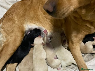 Labrador Retriever dogs - Advert 2