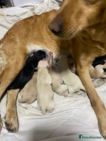Labrador Retriever dogs - Advert 14