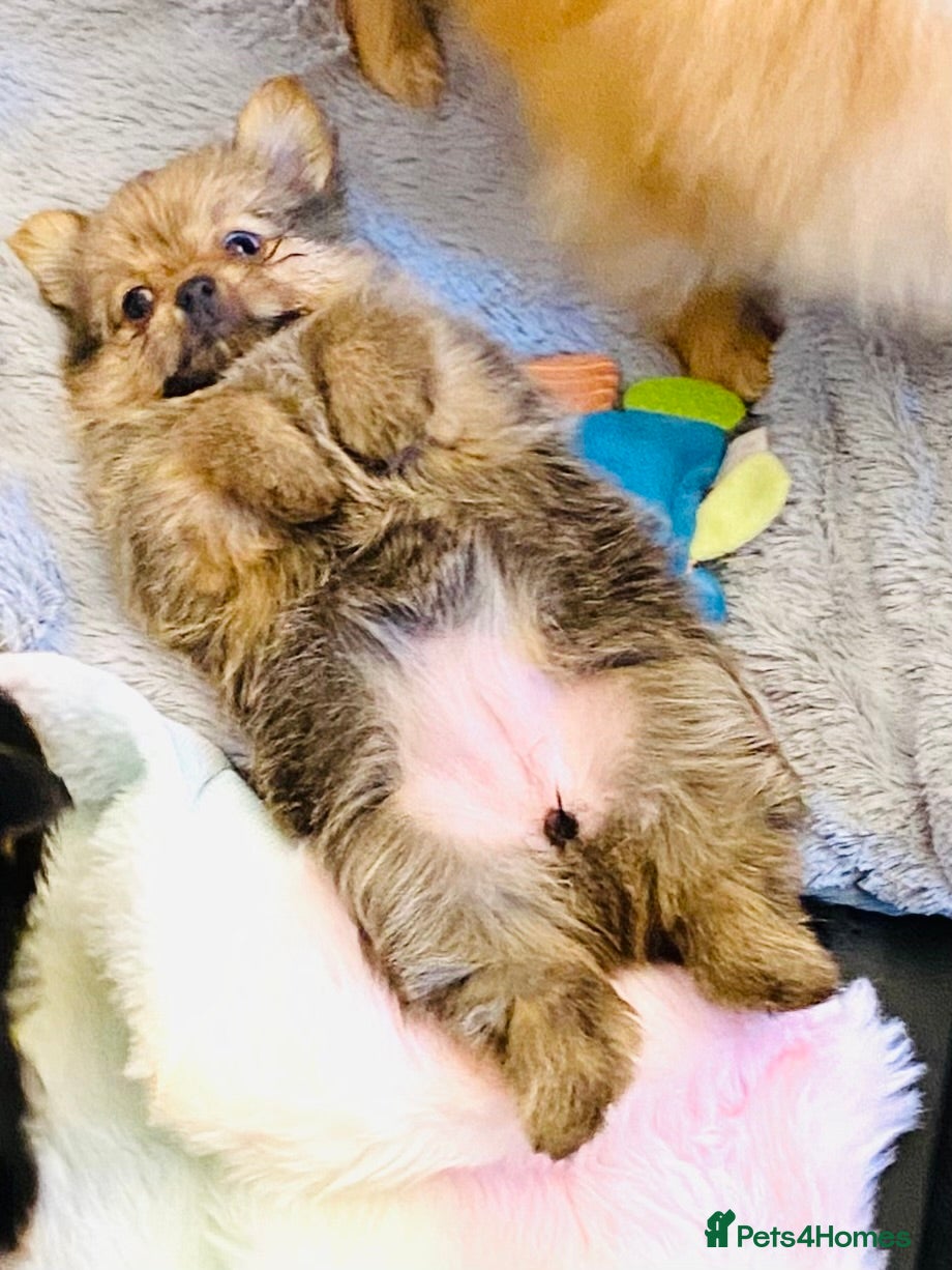 Mixed Breed dogs Adorable Pom/yorkshire puppy’s  - Advert 17