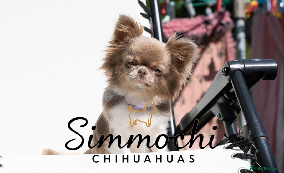 Chihuahua dogs for sale: True quality long coat  - Advert 8