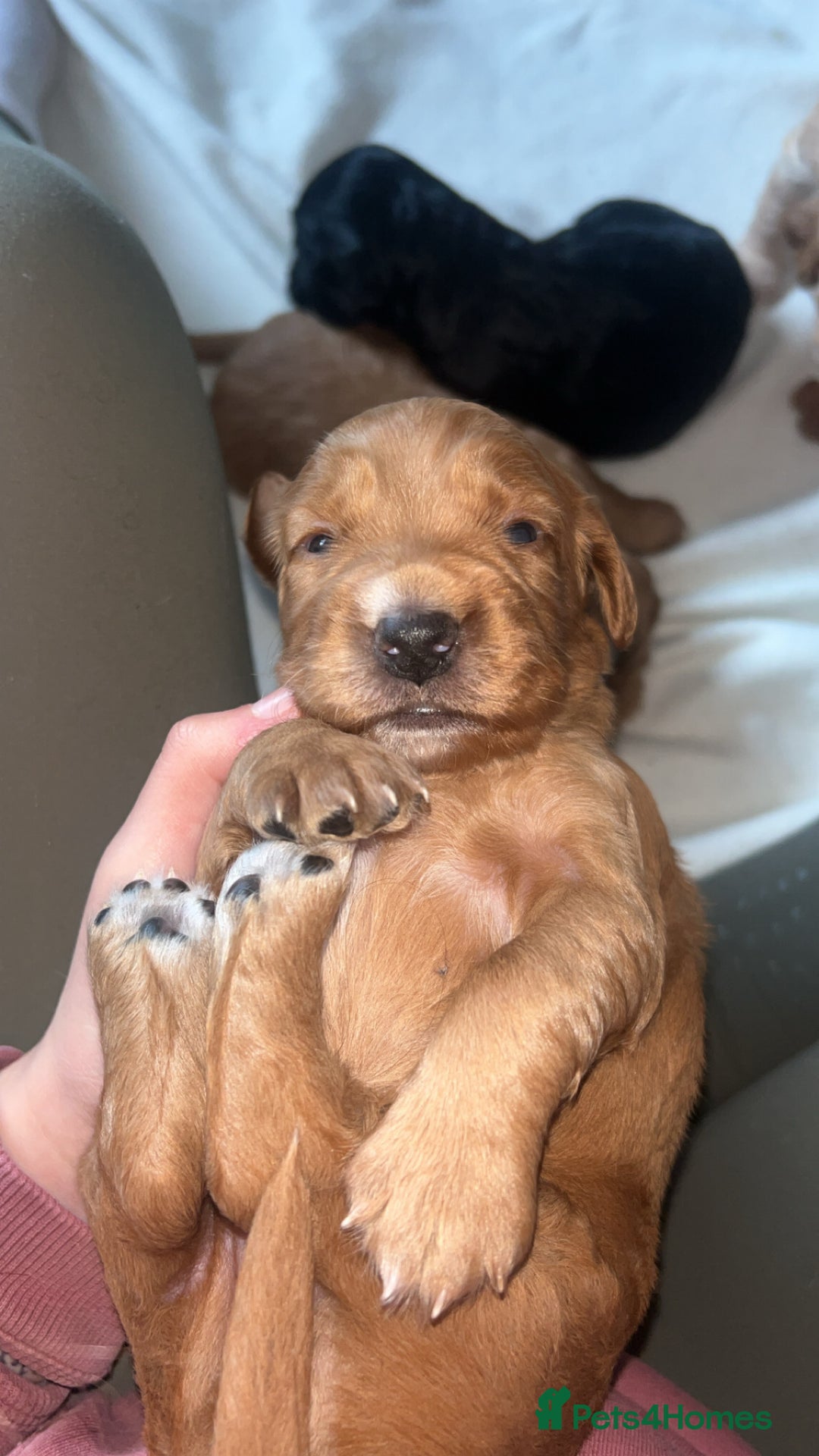 Cocker Spaniel dogs for sale: Cocker spaniel pups for sale  - Advert 12