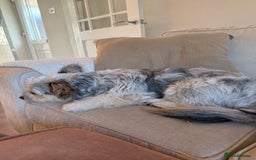 Mixed Breed dogs for sale: Froodle male  - Image 5