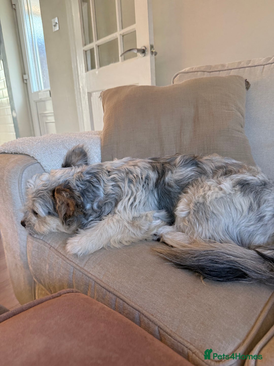 Mixed Breed dogs for sale: Froodle male  - Image 5