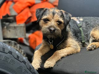 Border Terrier dogs KC registered, Slem clear first time stud - Advert 5