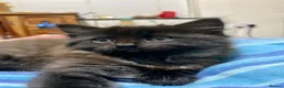 Mixed Breed cats for sale: 2 male kittens - Advert 6