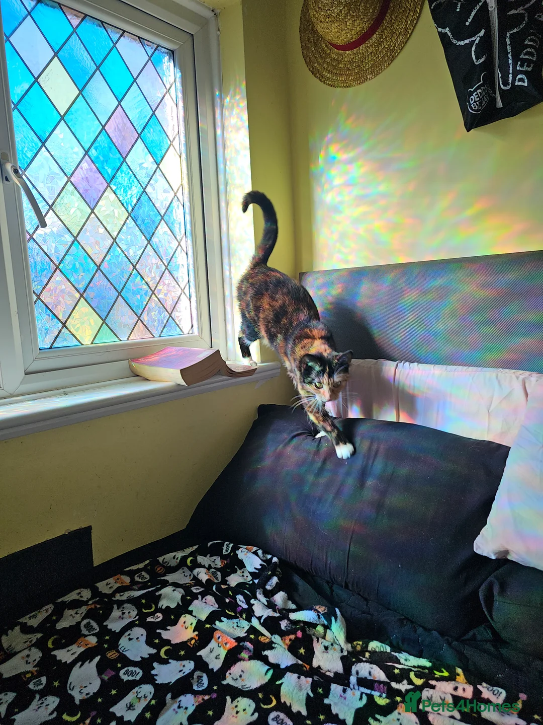 Mixed Breed cats for sale: Hi I have 2 female cat looking for home  - Advert 4