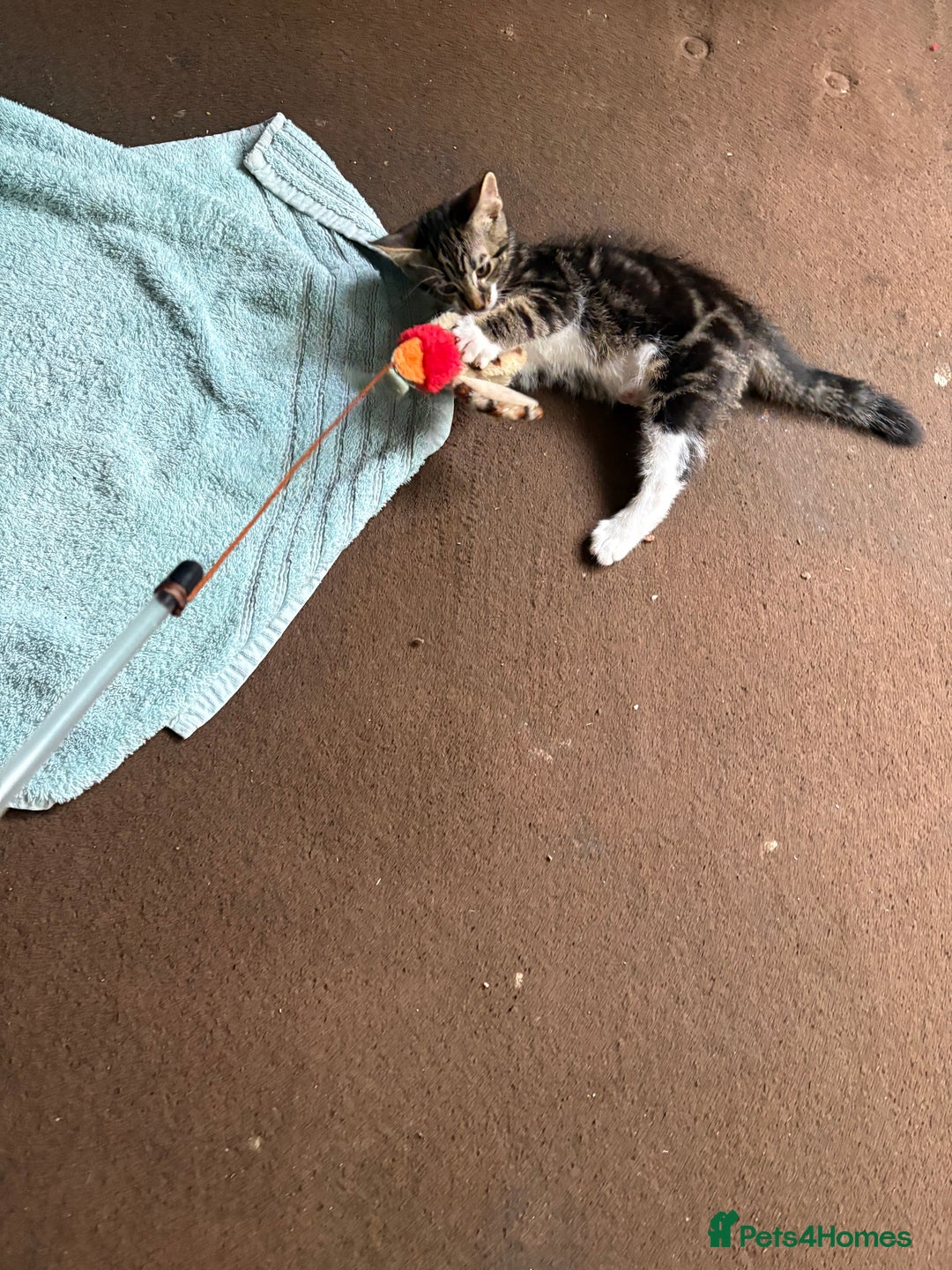 Mixed Breed cats for sale: 4 kittens seeeking forever home only   - Image 13