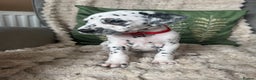 Dalmatian dogs for sale: PEDIGREE Dalmatian Puppies ready NOW - Advert 1