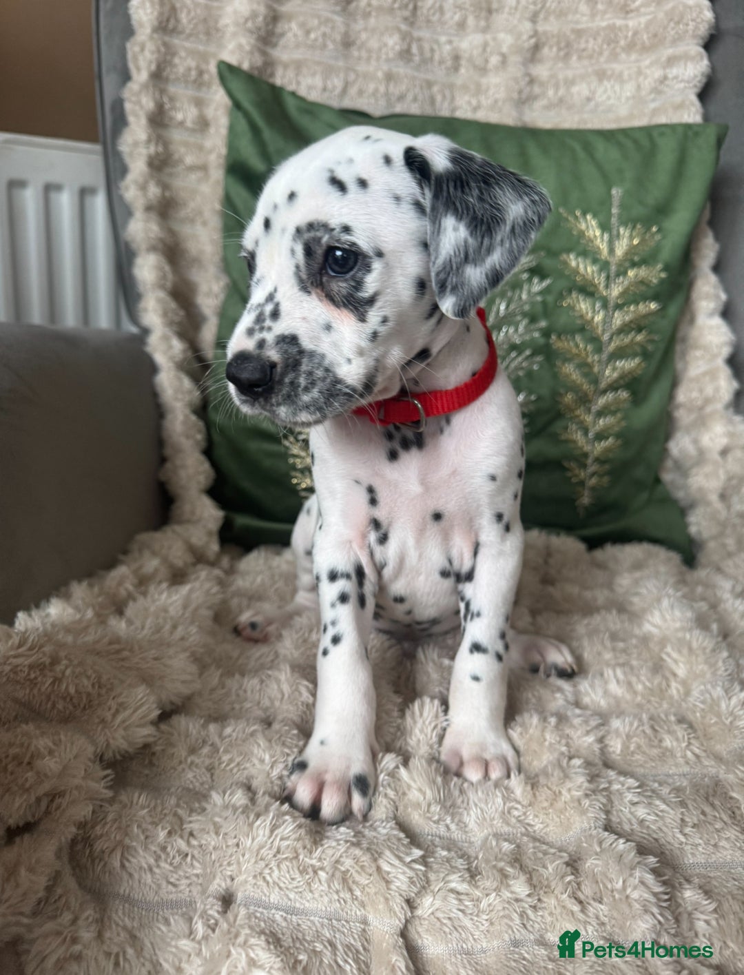 Dalmatian dogs for sale: PEDIGREE Dalmatian Puppies ready NOW - Advert 1