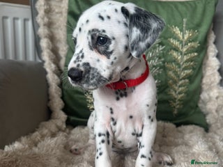 Dalmatian dogs PEDIGREE Dalmatian Puppies ready by 19th December - Advert 4