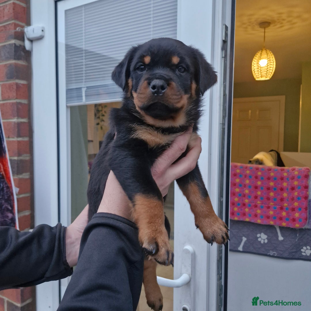 Rottweiler dogs for sale: QUALITY FEMALES AVALIBLE NOW (all sold)   - Advert 34