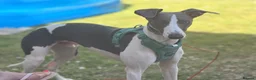 Whippet dogs for sale: Whippet boy  - Advert 6
