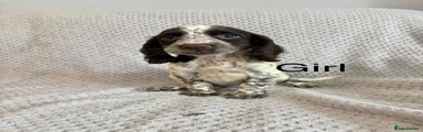 Cocker Spaniel 5