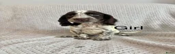 Cocker Spaniel dogs for sale: Cocker Spaniel Puppies Ready Now - Advert 20