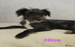 Australian Labradoodle dogs for sale: Australian Labradoodle × Fox Terrier Puppies - Image 27