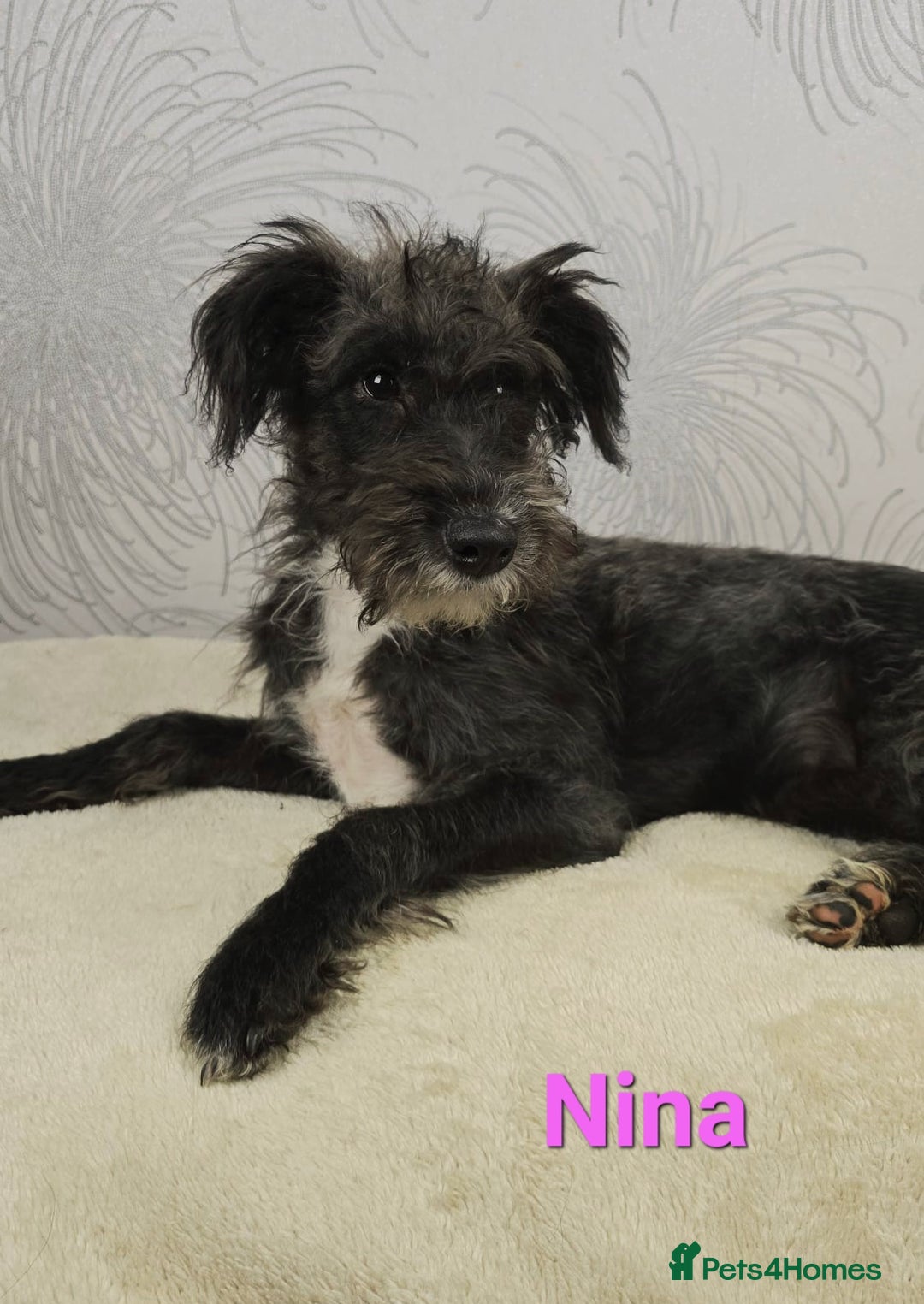 Australian Labradoodle dogs for sale: Australian Labradoodle × Fox Terrier Puppies - Image 27