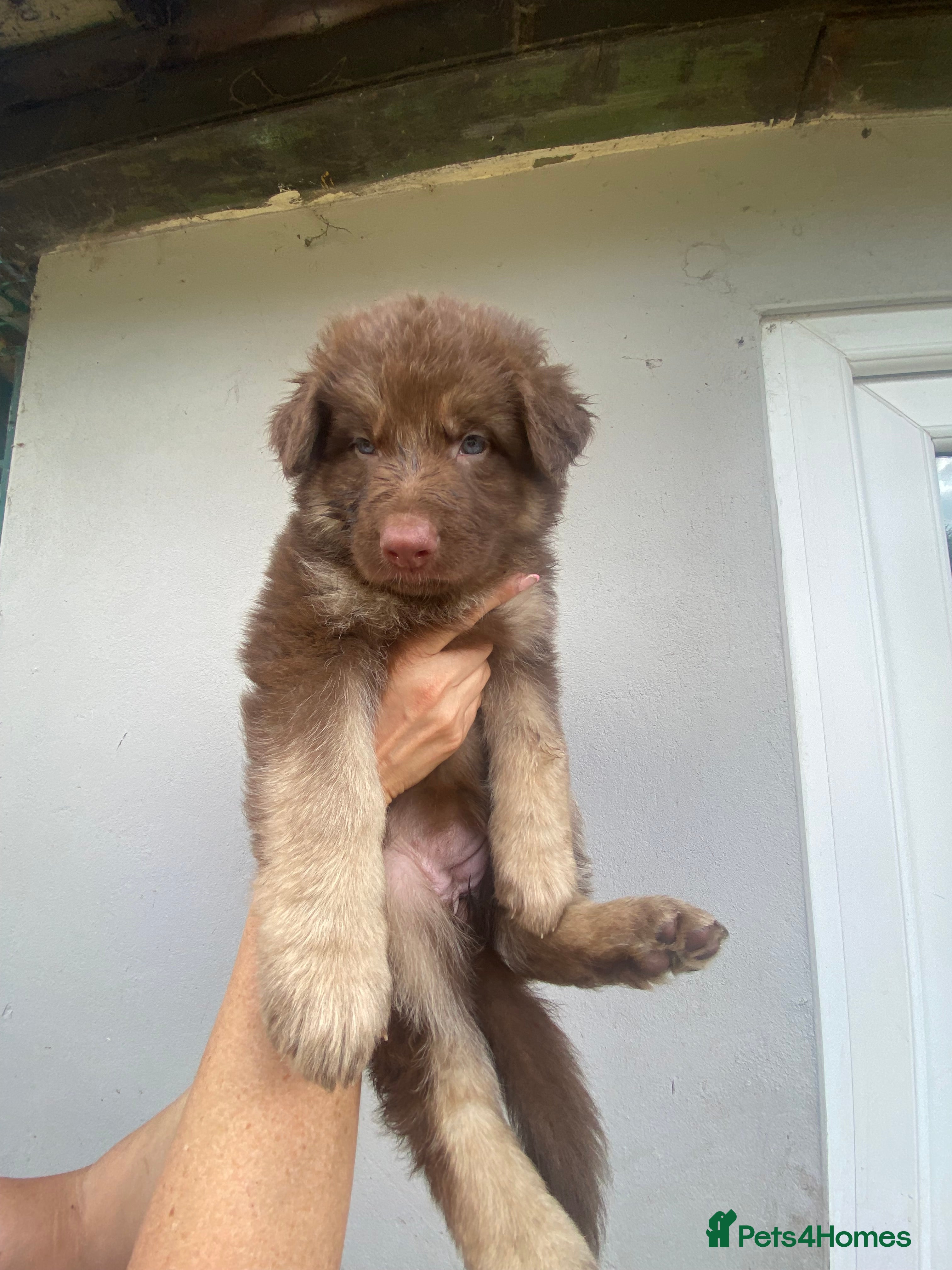 German Shepherd dogs German Shepherd puppies – Kennel Club registered - Advert 15