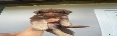 Liver female (Pink Collar)