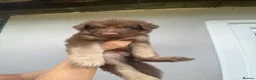 German Shepherd dogs for sale: German Shepherd puppies – Kennel Club registered - Advert 14