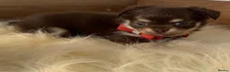 Chihuahua dogs for sale: 5* Licensed RKC Stunning Long Coat Chihuahuas - Advert 8