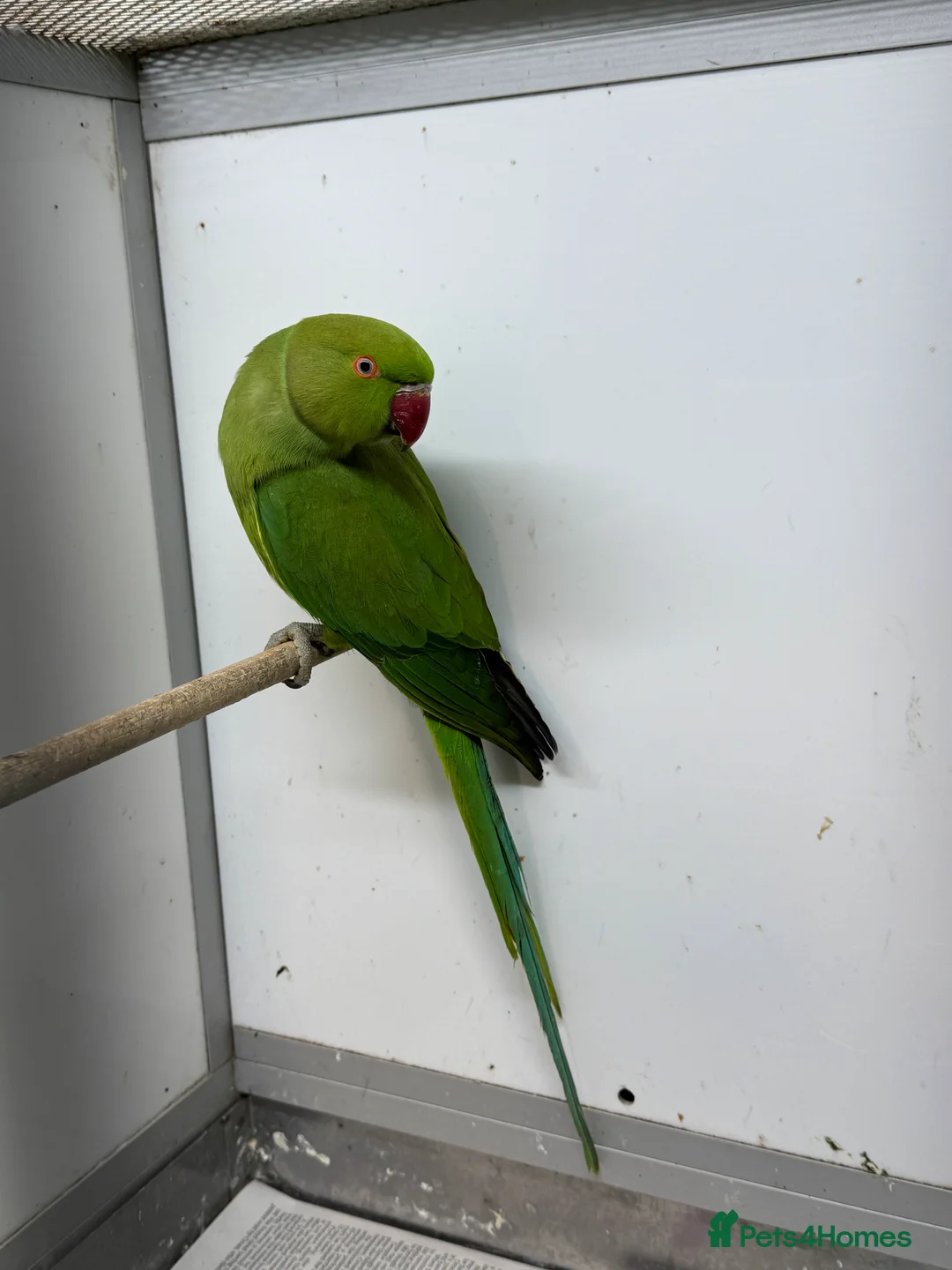 Ringnecks birds for sale: Indian Ringneck Parakeets - Advert 2