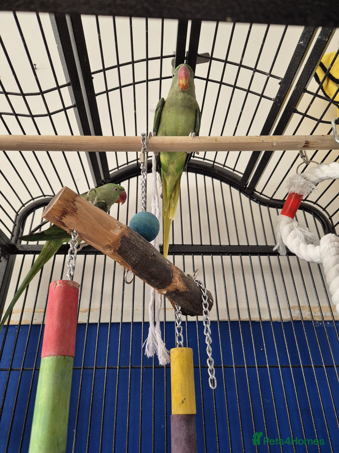 Ringnecks birds for sale: Alexander ringnecks - Image 5