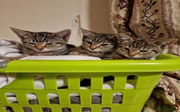 Domestic Shorthair cats for sale: 3 beatiful kittens for the price £200 altogether - Image 1