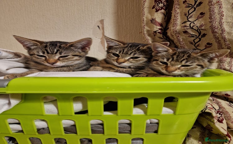 Domestic Shorthair cats - Advert 1