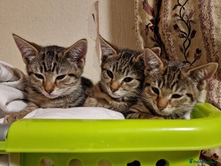 Domestic Shorthair cats - Advert 35